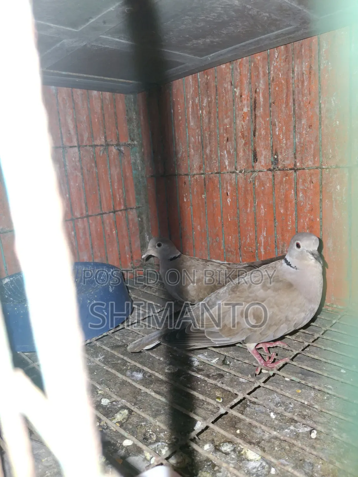 অস্ট্রেলিয়ান ঘুঘু পাখি