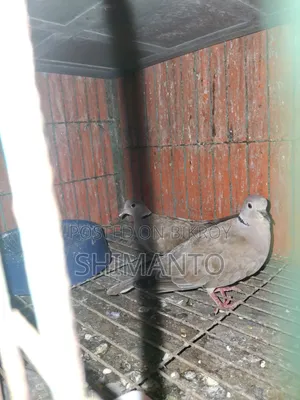 অস্ট্রেলিয়ান ঘুঘু পাখি