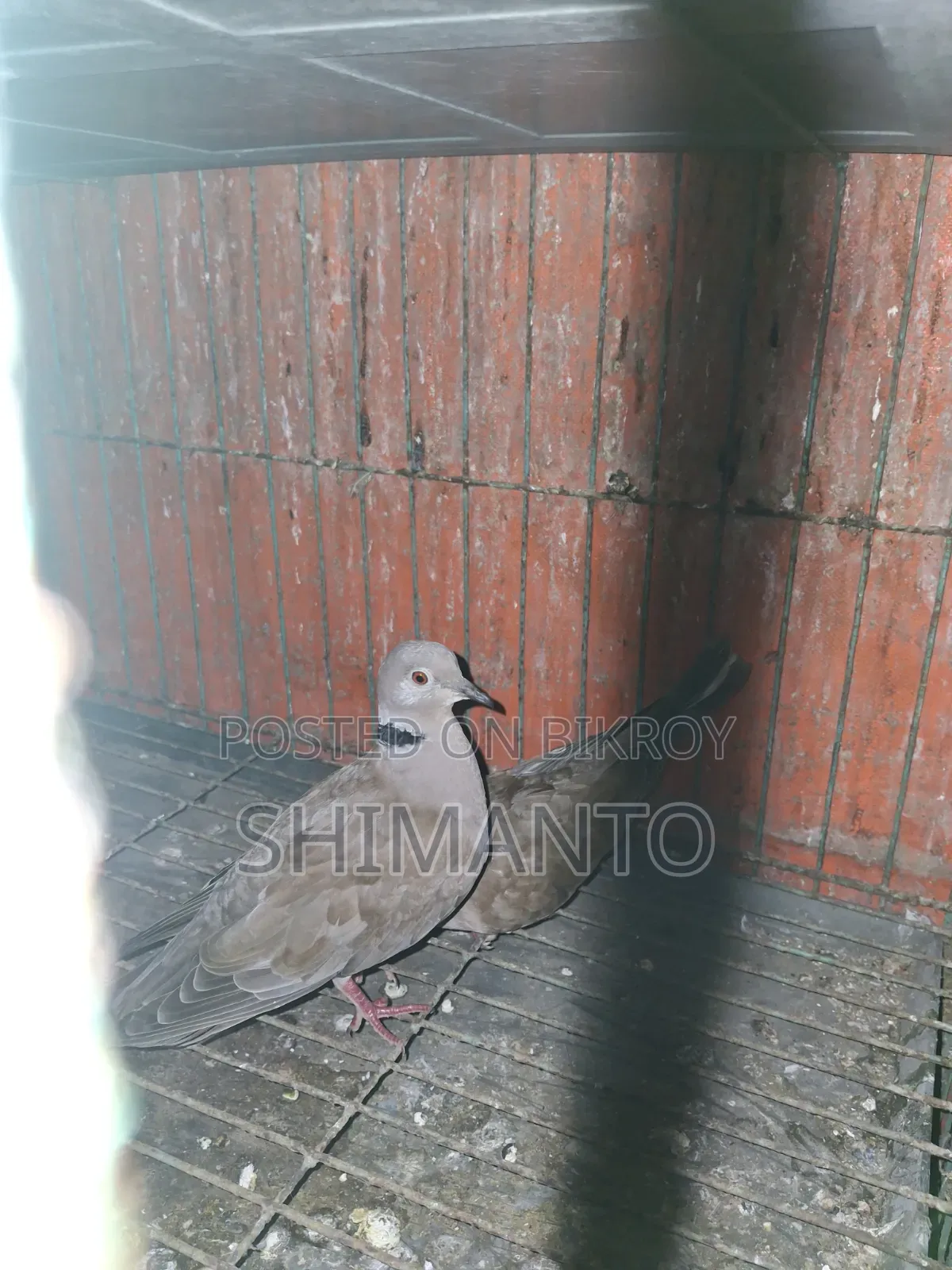 অস্ট্রেলিয়ান ঘুঘু পাখি