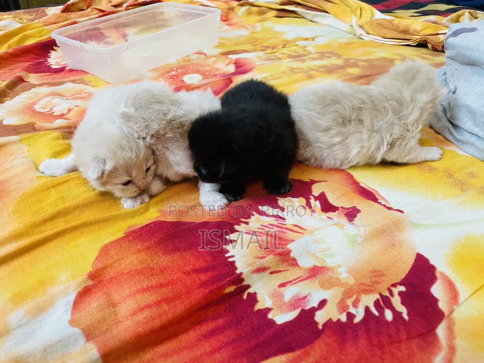০-১ মাস বয়সী স্ত্রী খাঁটি পার্সিয়ান