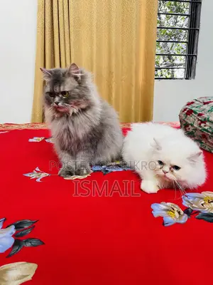 ০-১ মাস বয়সী স্ত্রী খাঁটি পার্সিয়ান