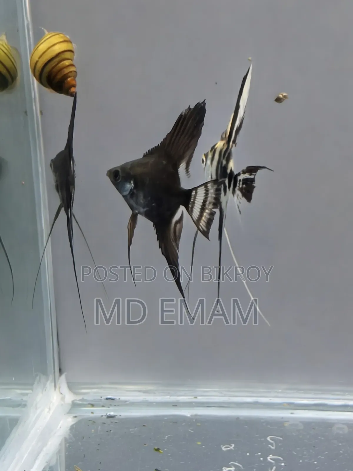 অ্যাকোরিয়াম অ্যাঞ্জেলফিশ