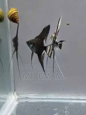 অ্যাকোরিয়াম অ্যাঞ্জেলফিশ