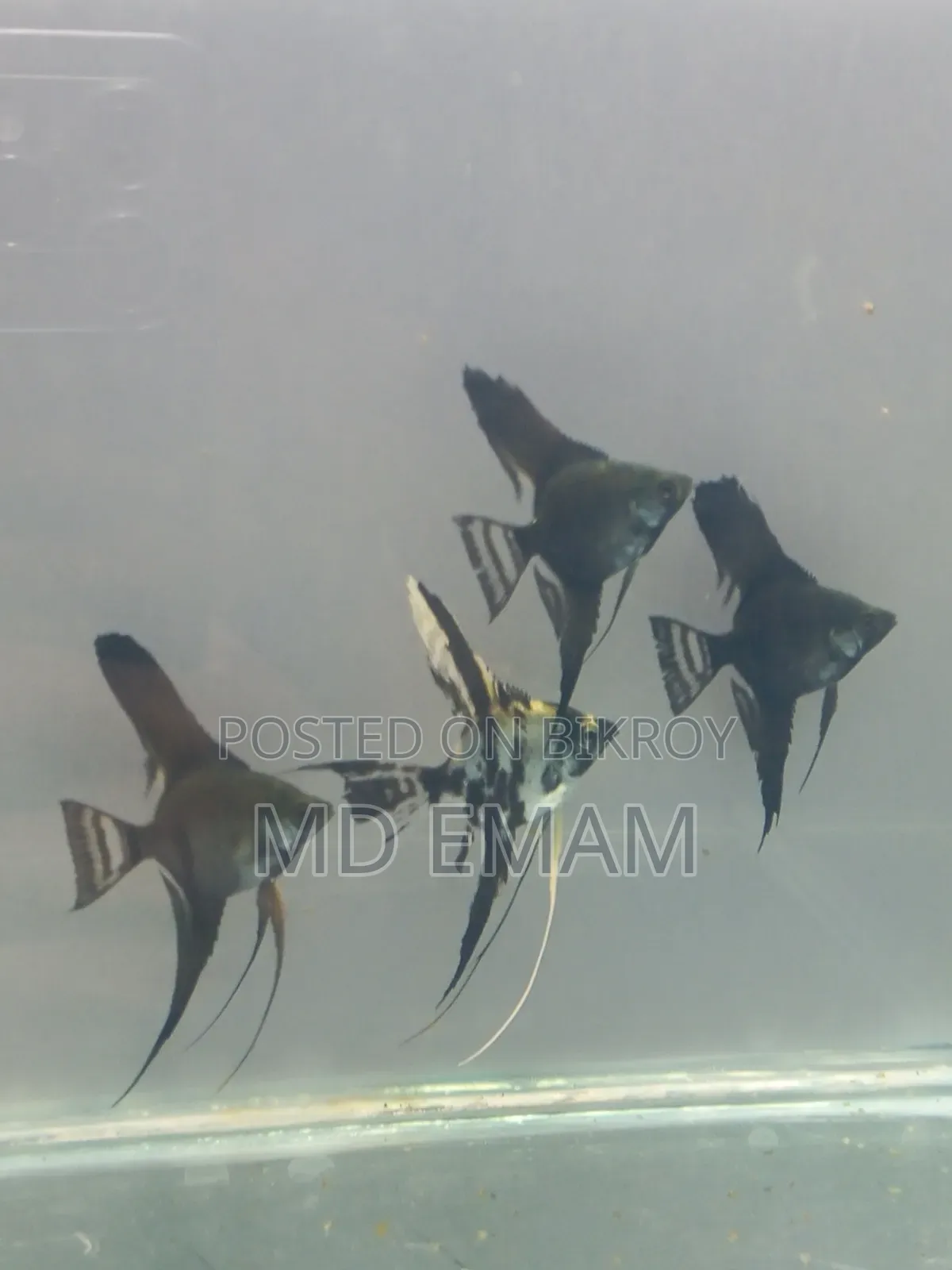 অ্যাকোরিয়াম অ্যাঞ্জেলফিশ