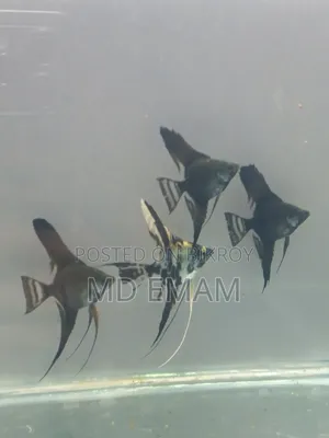 অ্যাকোরিয়াম অ্যাঞ্জেলফিশ