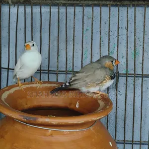 Finch Bird