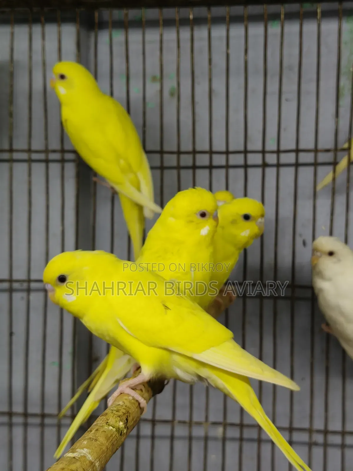 হলুদ বাজরিগার পাখি