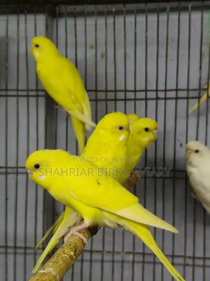 হলুদ বাজরিগার পাখি