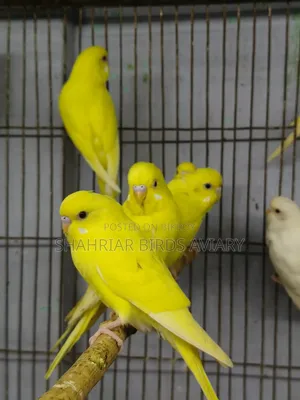 হলুদ বাজরিগার পাখি