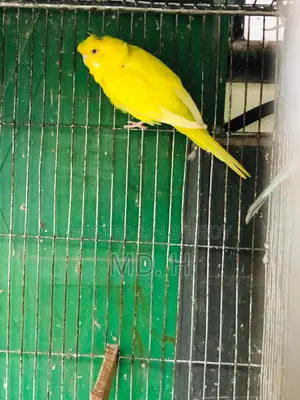 জেপি লুটিনো রেড আই ফিমেল সেল পোস্ট