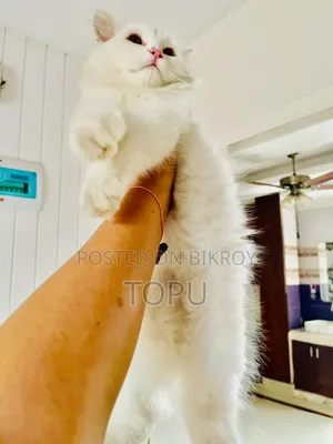 ৩-৬ মাসের মহিলা খাঁটি পার্সিয়ান বিড়াল