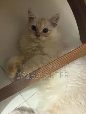 ১-৩ মাসের মেল পিউরব্রেড পার্সিয়ান