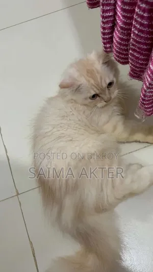 ১-৩ মাসের মেল পিউরব্রেড পার্সিয়ান