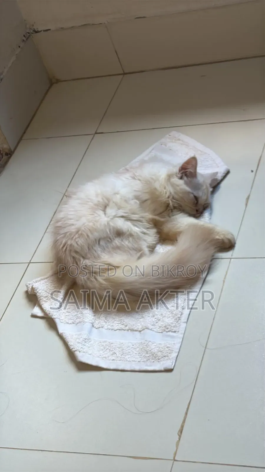 ১-৩ মাসের মেল পিউরব্রেড পার্সিয়ান