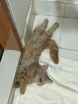 ১-৩ মাসের ফিমেল পিউরব্রেড পার্সিয়ান