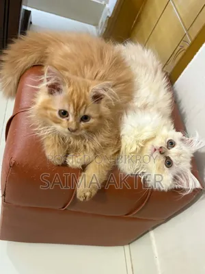 ১-৩ মাসের ফিমেল পিউরব্রেড পার্সিয়ান