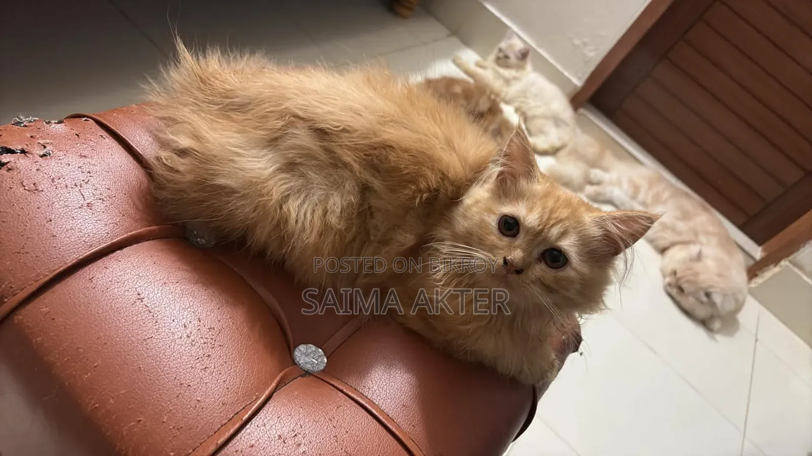 ১-৩ মাসের ফিমেল পিউরব্রেড পার্সিয়ান