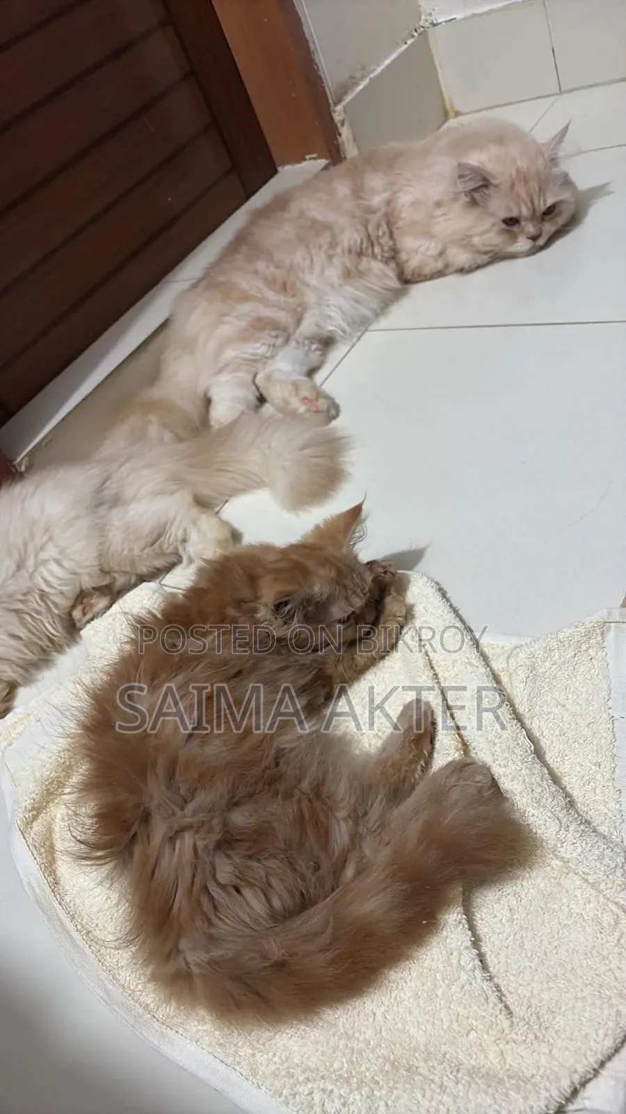 ১-৩ মাসের ফিমেল পিউরব্রেড পার্সিয়ান