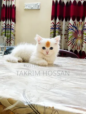 ১-৩ মাসের নর বিশুদ্ধ পার্সিয়ান