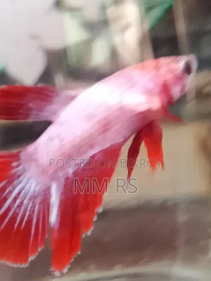 ফাইটার ফিশ