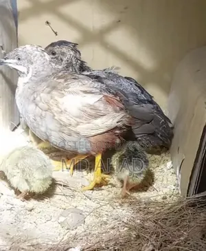 Running King Quail with chicks and hatching eggs for sale