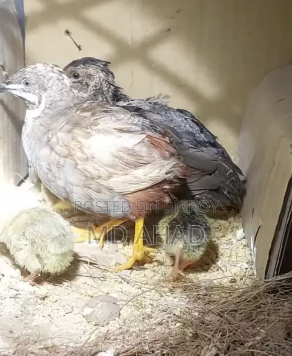 Running King Quail with chicks and hatching eggs for sale