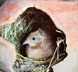 Running King Quail with chicks and hatching eggs for sale
