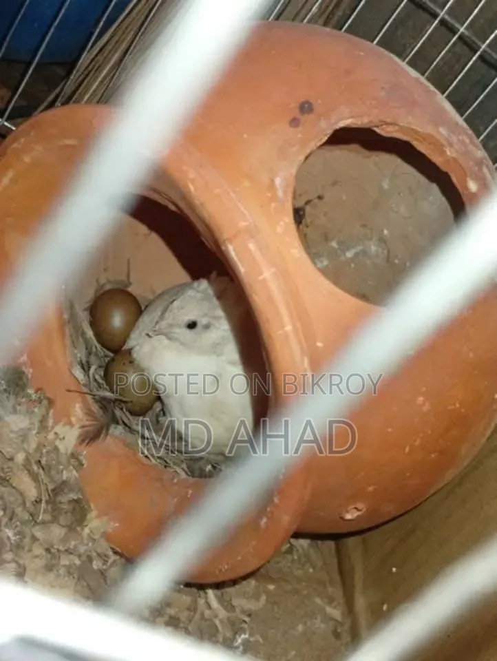 Running King Quail with chicks and hatching eggs for sale