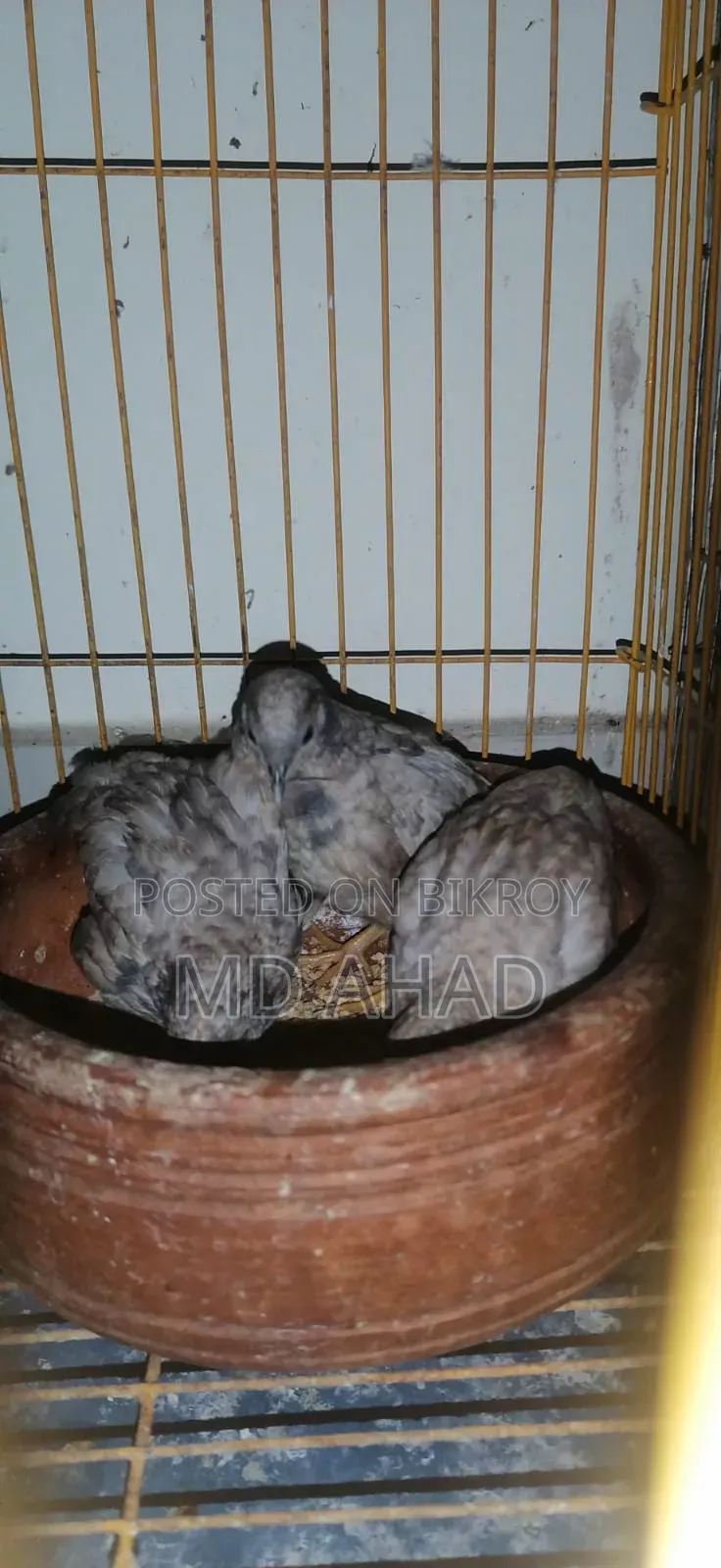Running King Quail with chicks and hatching eggs for sale