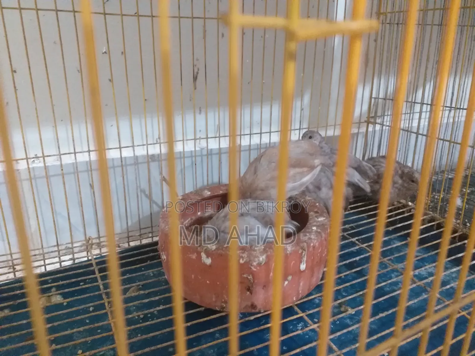 Running King Quail with chicks and hatching eggs for sale