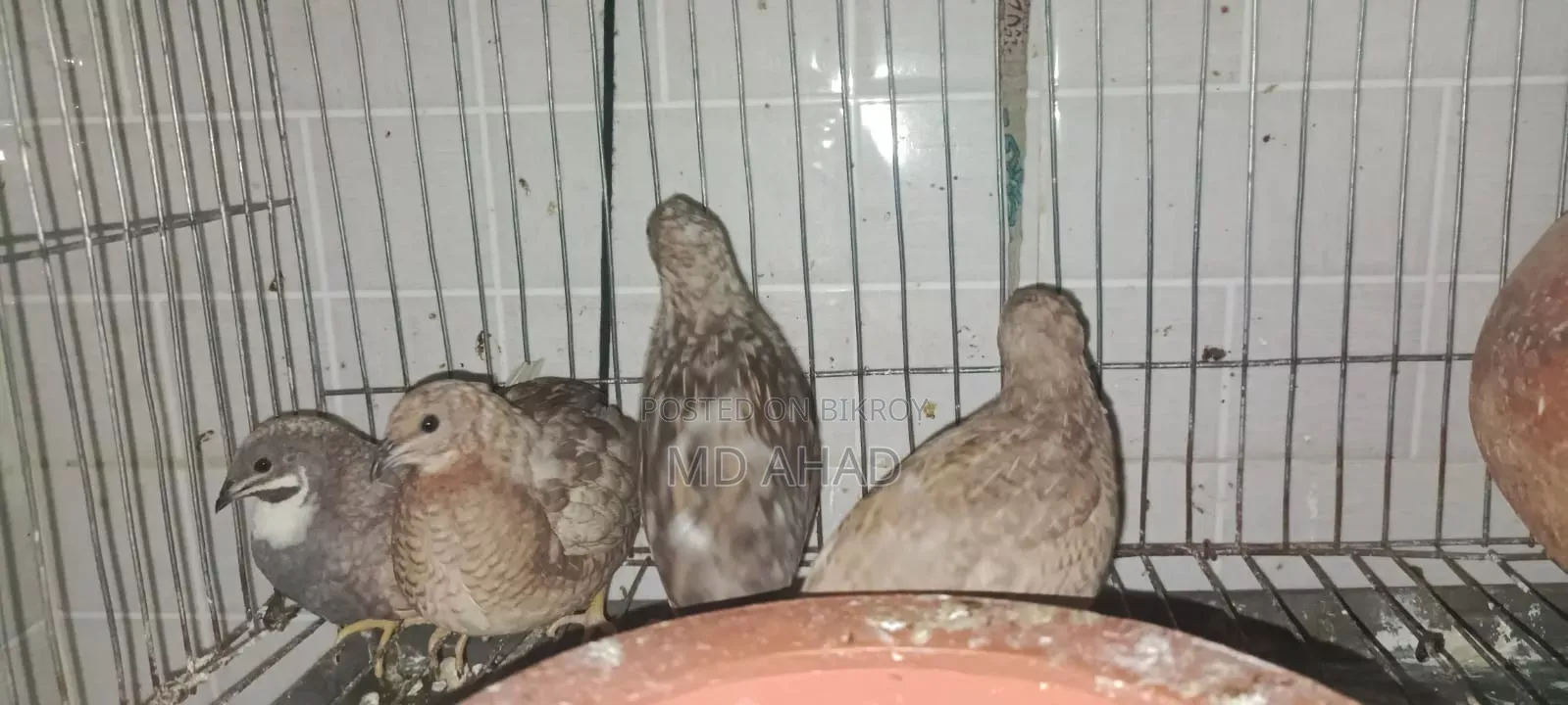 Running King Quail with chicks and hatching eggs for sale