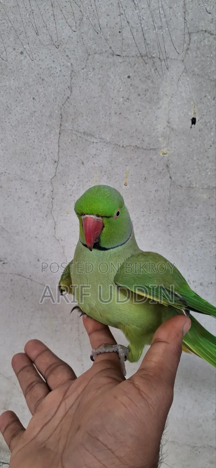 ইন্ডিয়ান রিংনেক