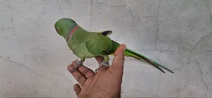 ইন্ডিয়ান রিংনেক