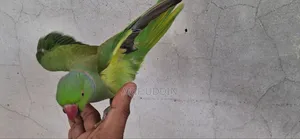 ইন্ডিয়ান রিংনেক