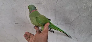 ইন্ডিয়ান রিংনেক