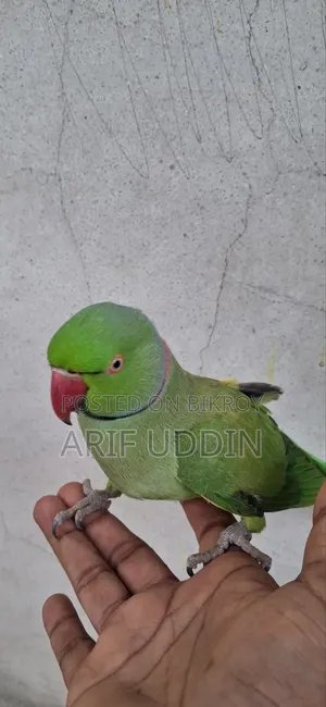 ইন্ডিয়ান রিংনেক