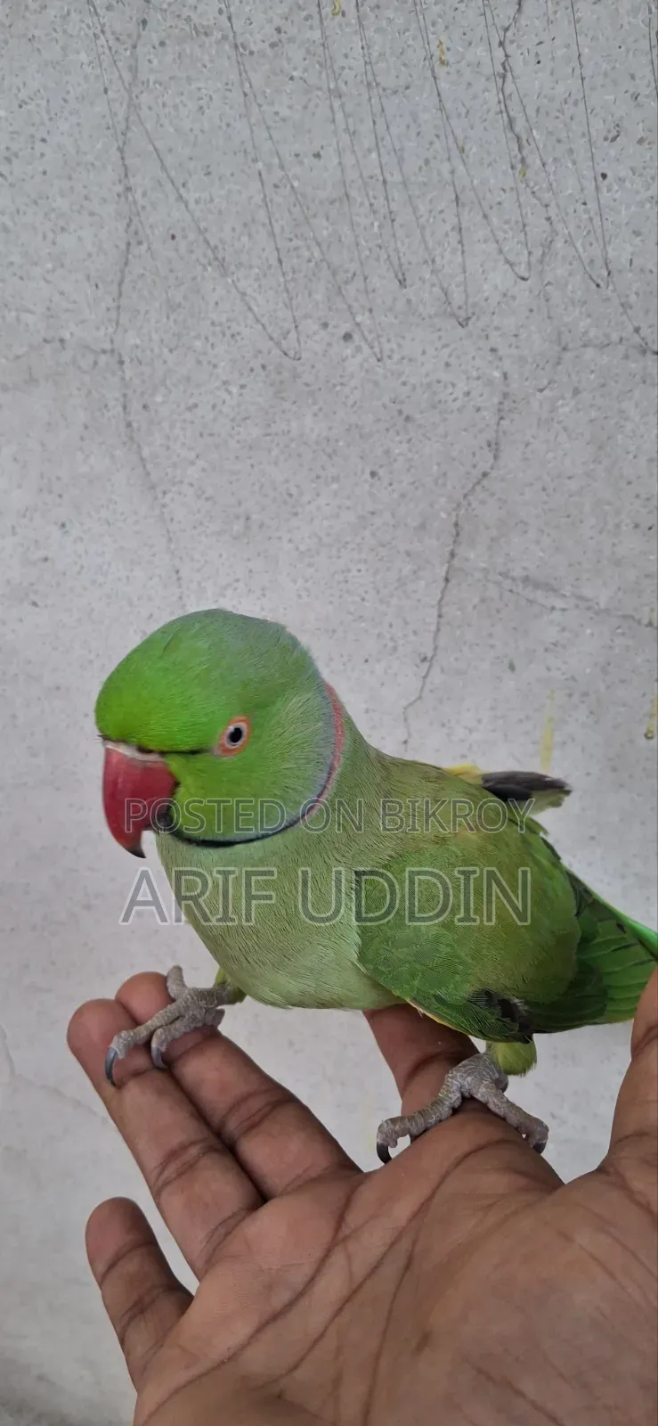 ইন্ডিয়ান রিংনেক