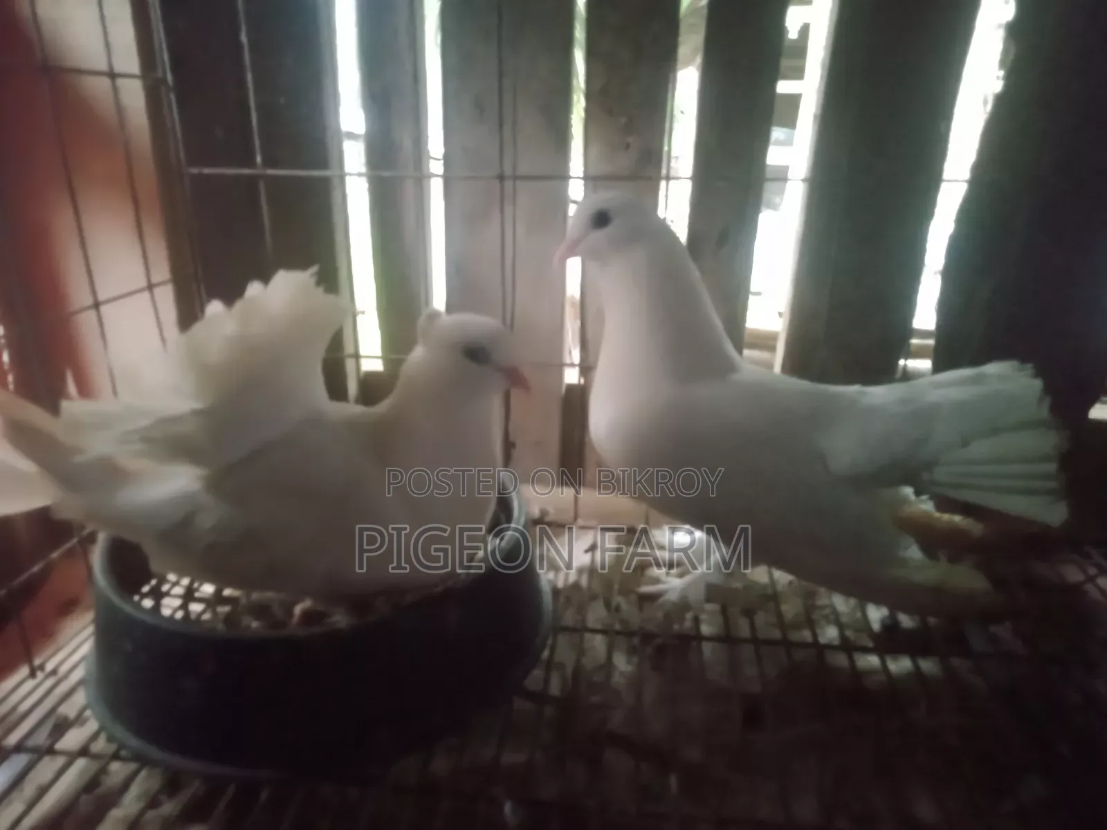 Laksha or Mayuri Pigeon.
