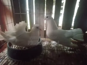 Laksha or Mayuri Pigeon.