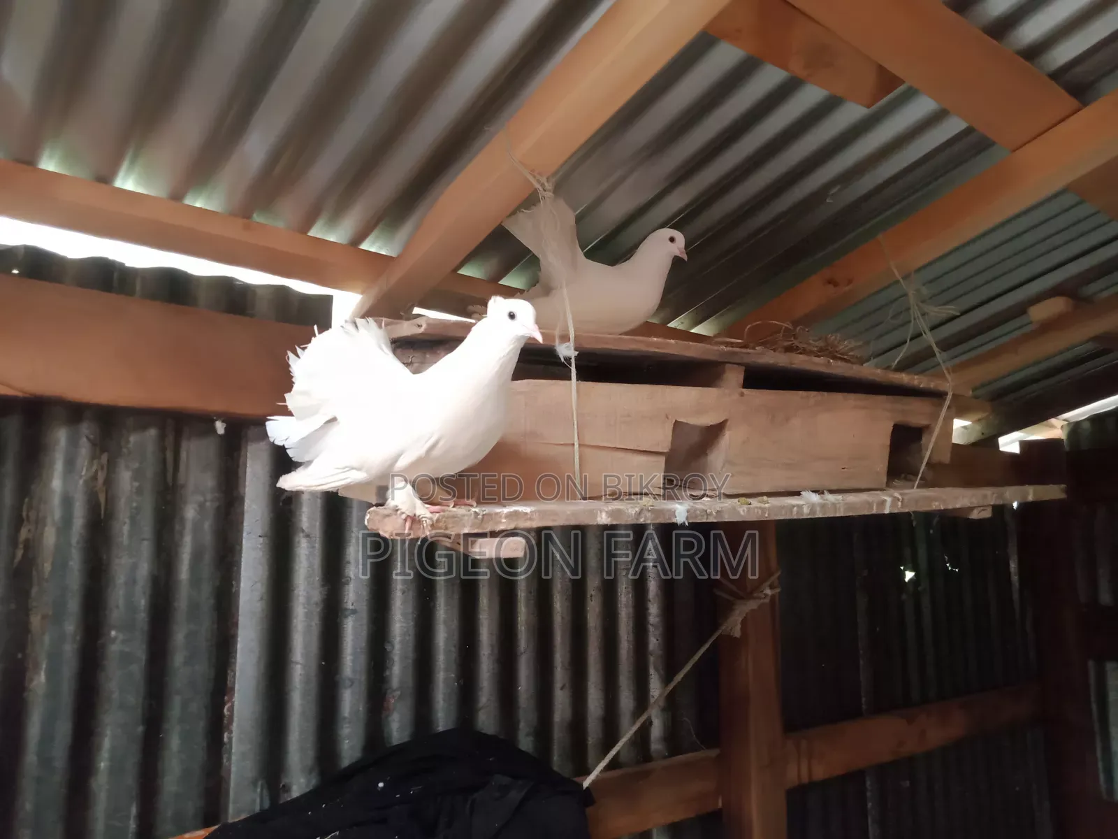 Laksha or Mayuri Pigeon.
