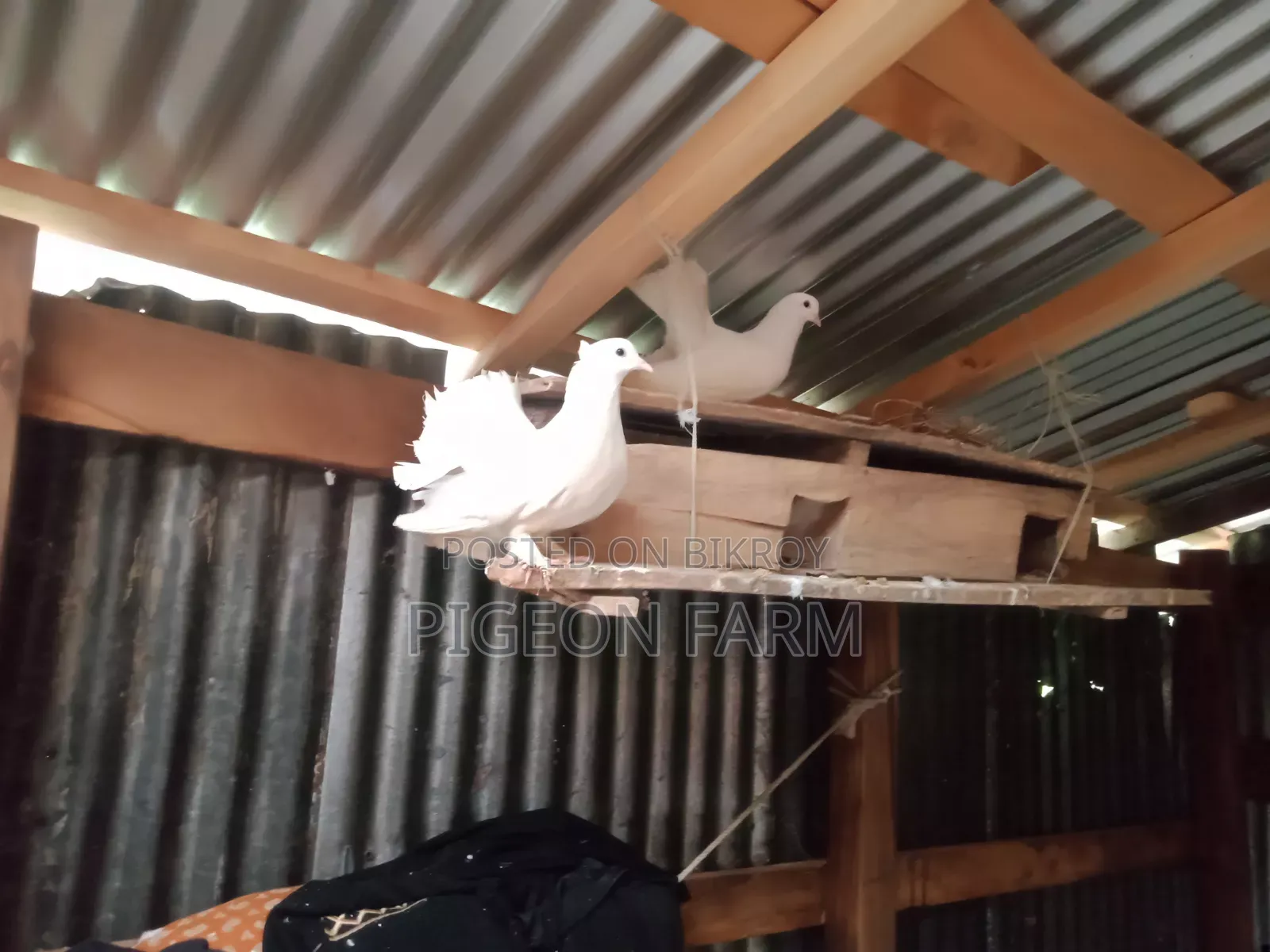 Laksha or Mayuri Pigeon.