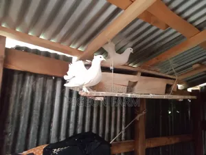 Laksha or Mayuri Pigeon.