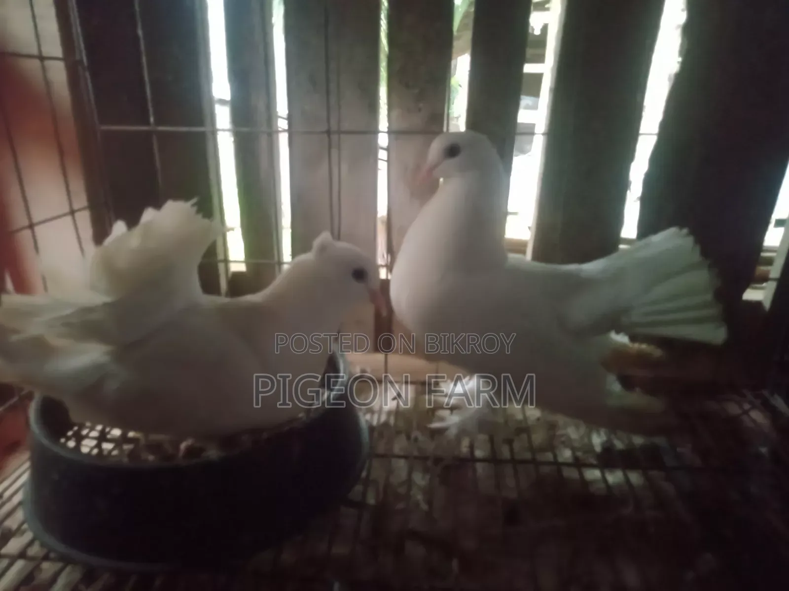 Laksha or Mayuri Pigeon.