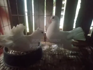 Laksha or Mayuri Pigeon.