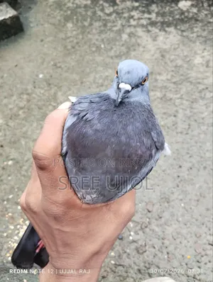 ফরমাল মুক্ত দেশি Rock Pigeon কবিতর |