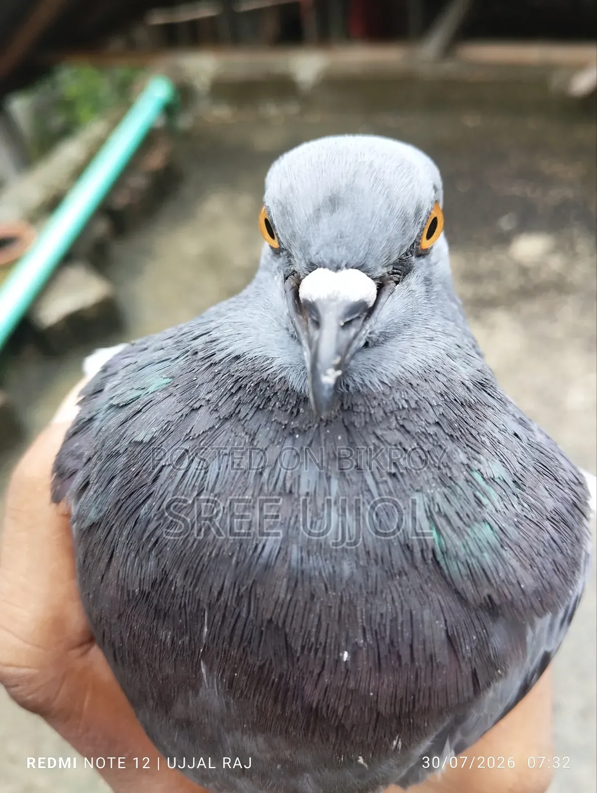 ফরমাল মুক্ত দেশি Rock Pigeon কবিতর |