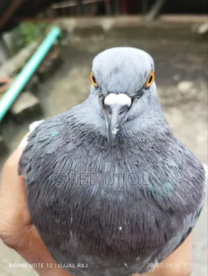 ফরমাল মুক্ত দেশি Rock Pigeon কবিতর |