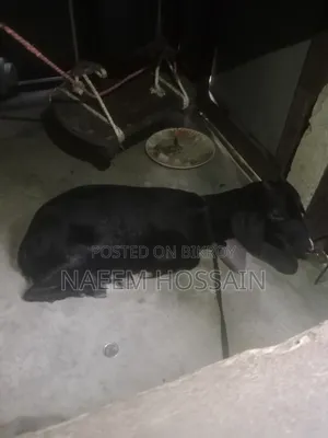 পাঠি ছাগল বিক্রয়