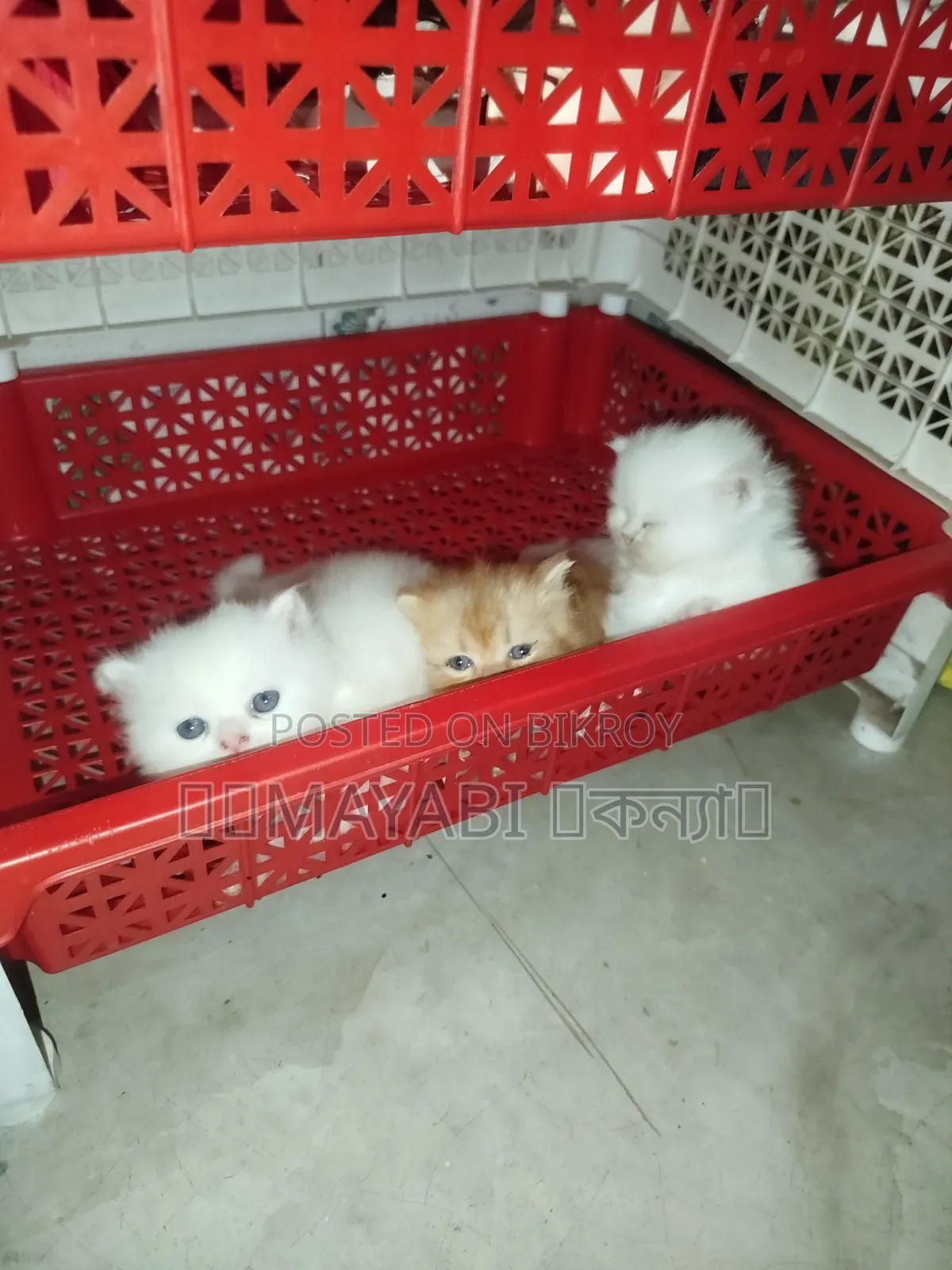 ১-৩ মাস বয়সী ফিমেল পিওরব্রেড পার্সিয়ান