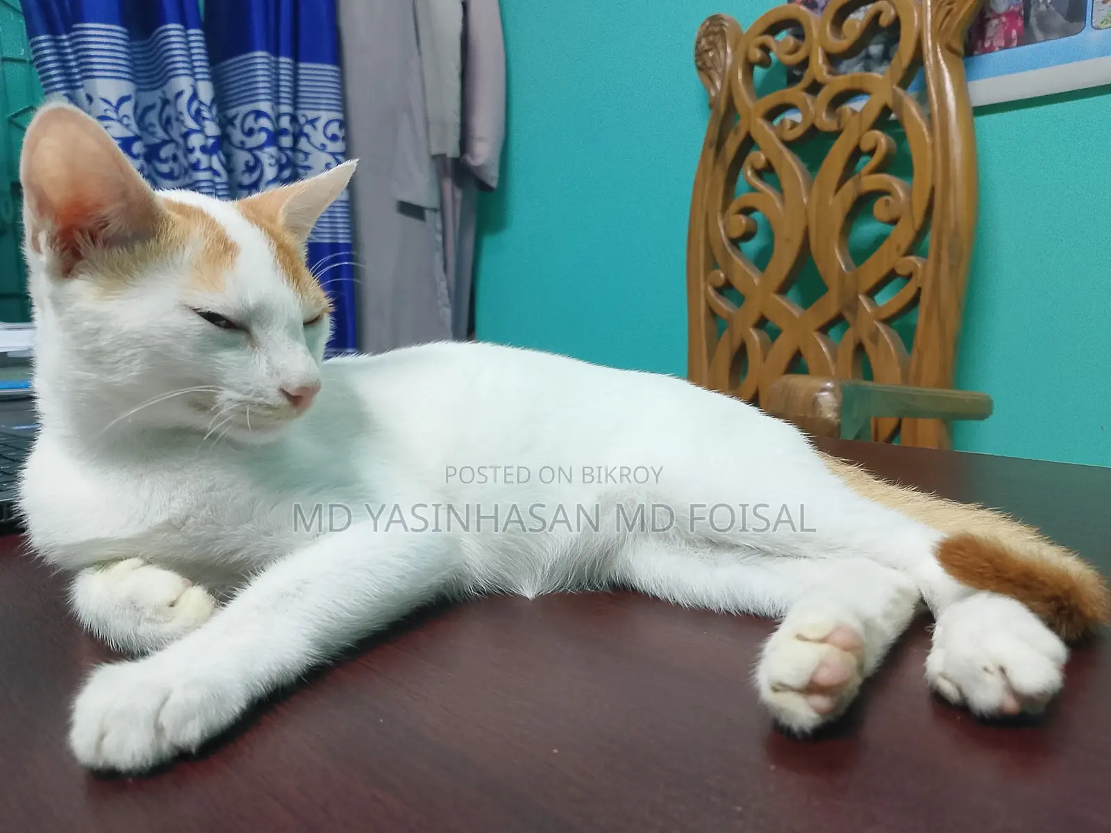 3-6 Months Male Mixed Breed Bengal Cat